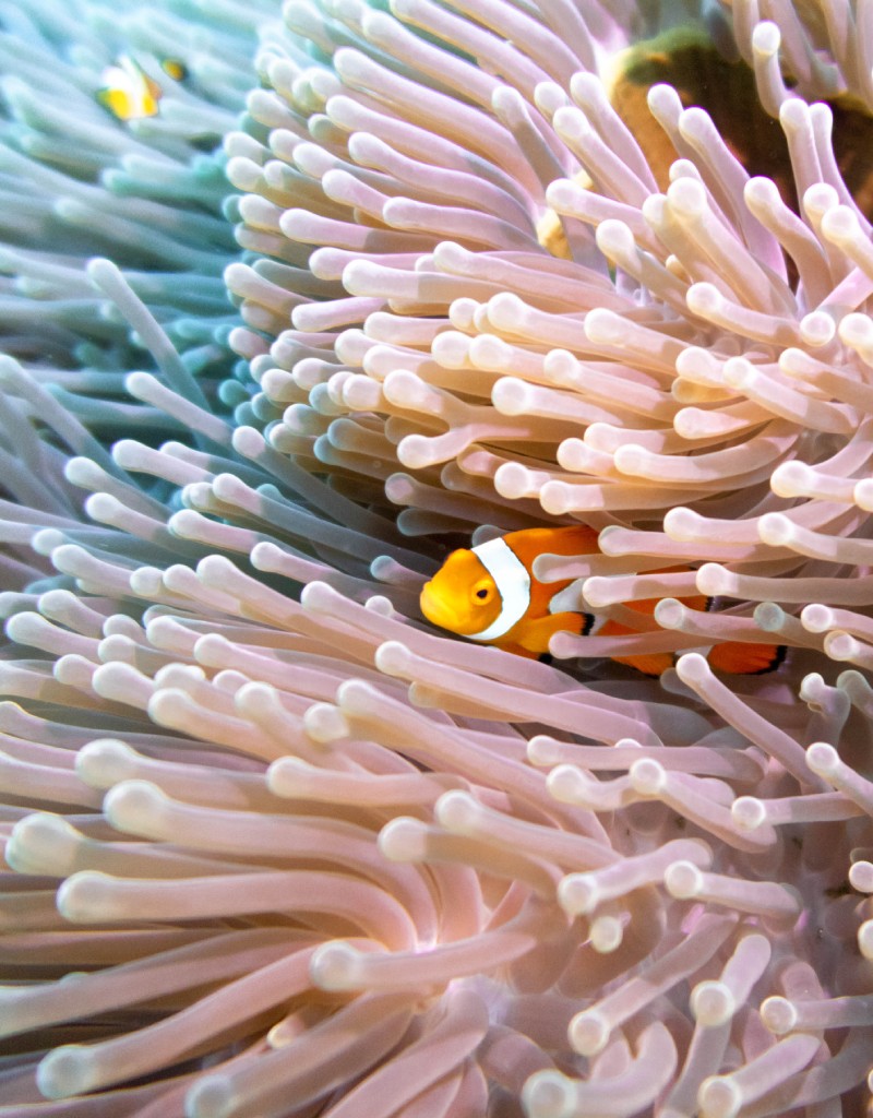 sealife2 coral life 2 explore